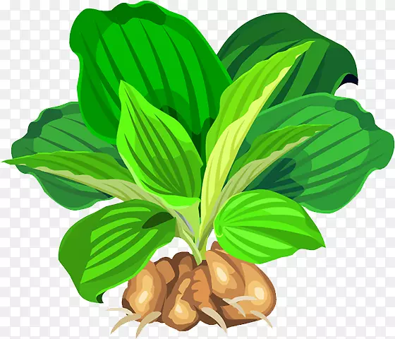 Ҷ����ȻʳƷ����-������