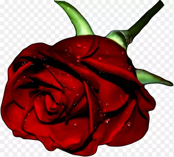 ��԰õ���л�����-������