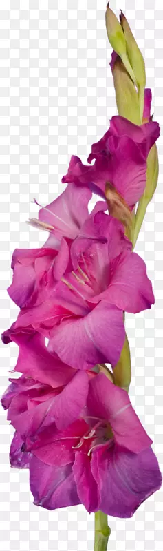 �������л�ֲ�ﾥ������������-������