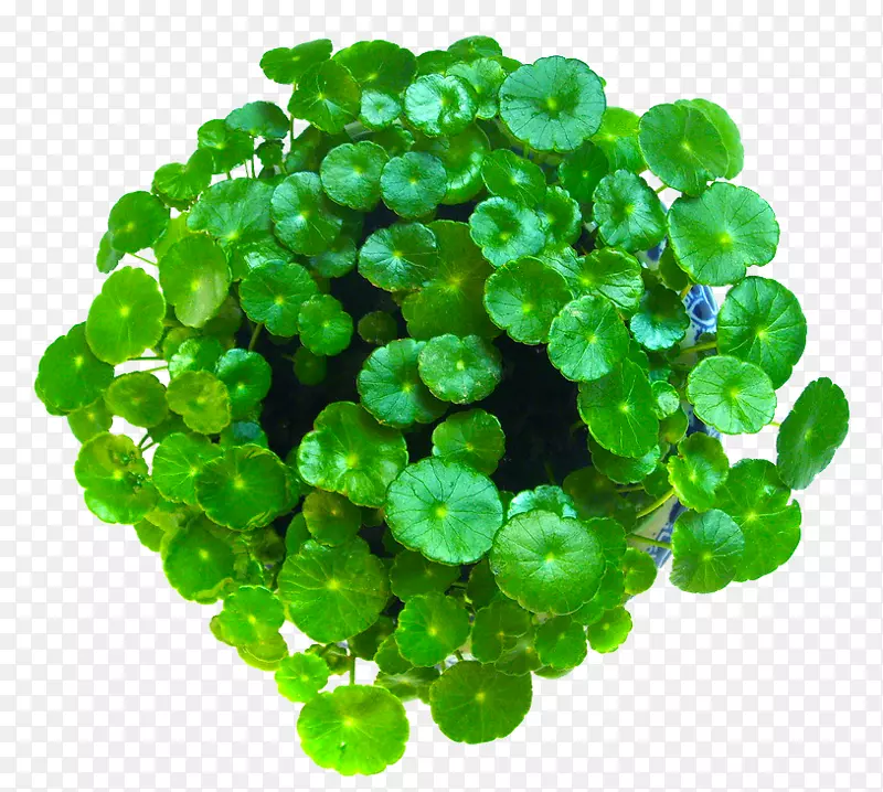 ��ѩ������ֲ��ˮ��Ҷ��ȡ��-Ӳ�Ҳ����������-������