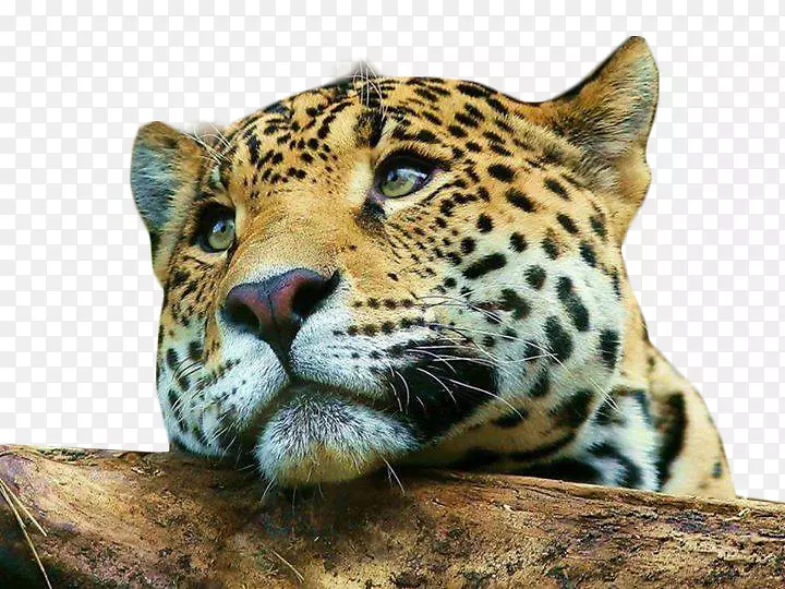 �����Ա���è���ֻ��������ֽ-Eefantes-������