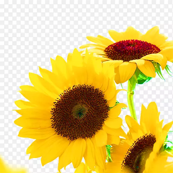 ��ͨ���տ������տ��ͻ�ɫ���տ�-������