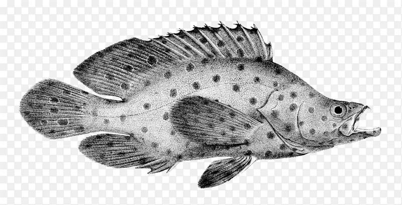 �����ɫ������-������