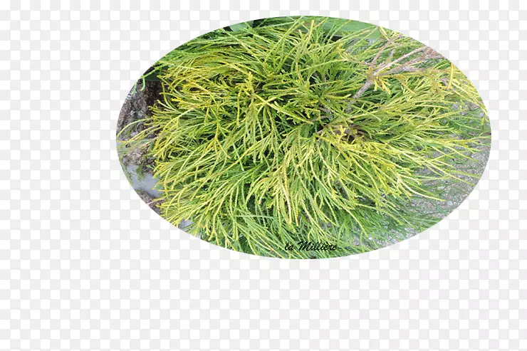 ����-������