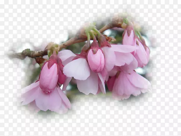 ���ܻ�����԰õ�廨���ɫ��յ��-������