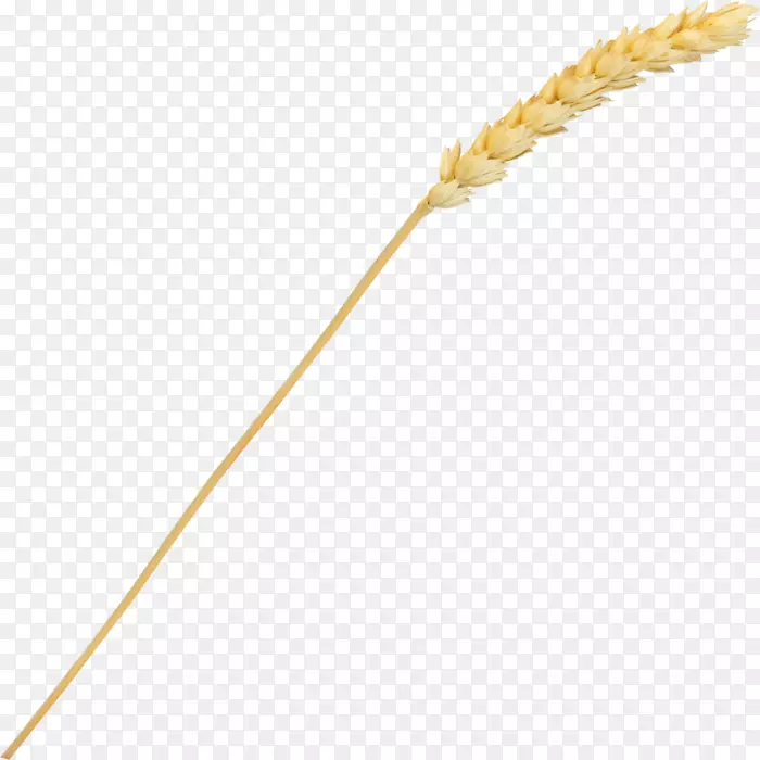 ����ʳƷϵ��-������