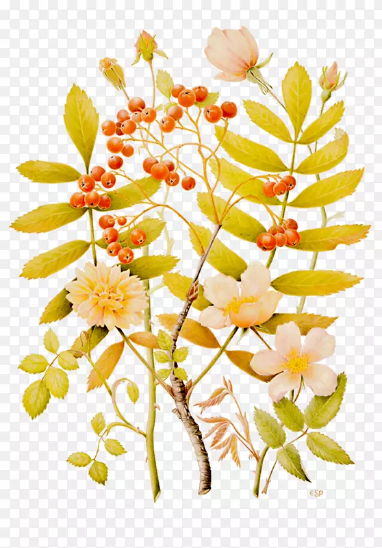 ������ƣ��л�����֦��ֲ�ﾥ.�϶���-������