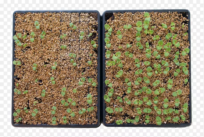 ����-������