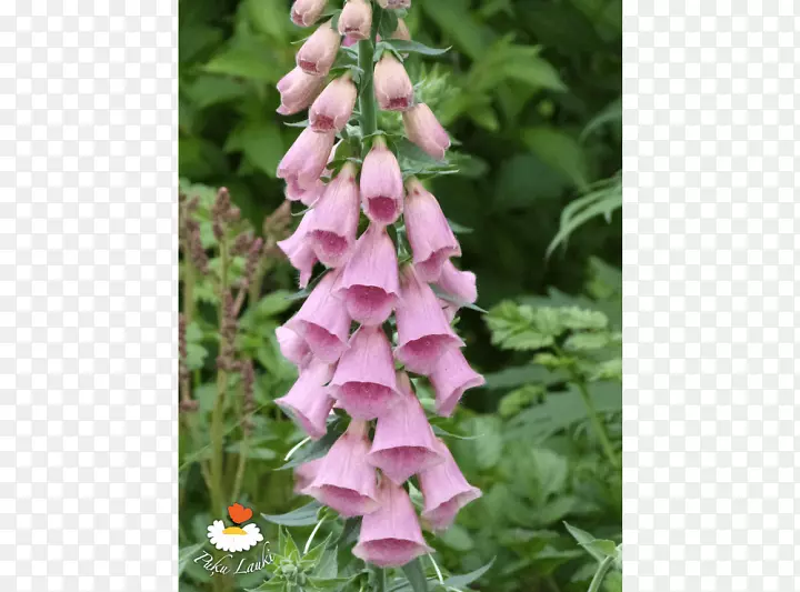 �Ļ�������-������