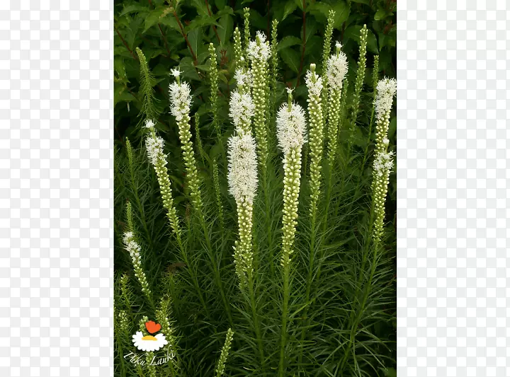 �̱��Ƴ��̲ݱ�ֲ���ϵ-������