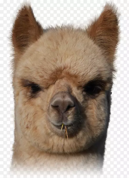 ��������Ƥë����-������