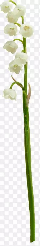 �л���ֲ�ﾥ�����裬С֦������ֲ��-����ˮ�ʻ������ܴ���-������