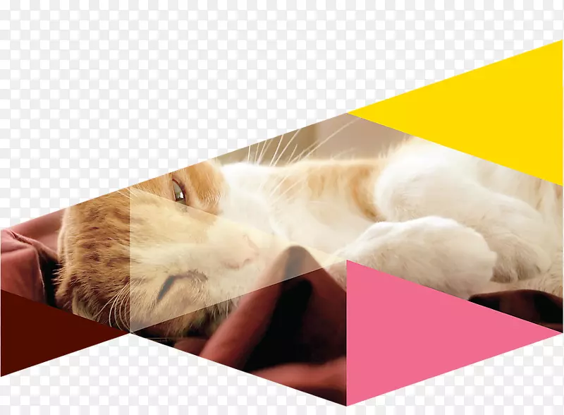 ����Сè����Сè-������