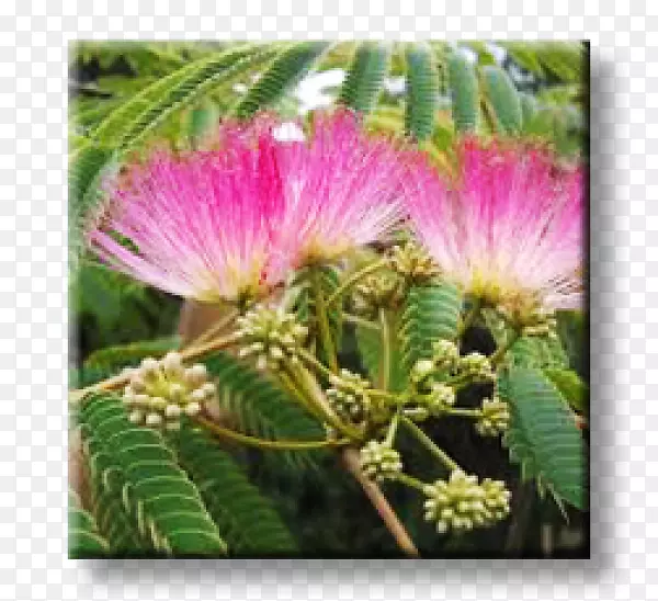 ���ܲ�������ֲ��˿��-���ܲ���-������