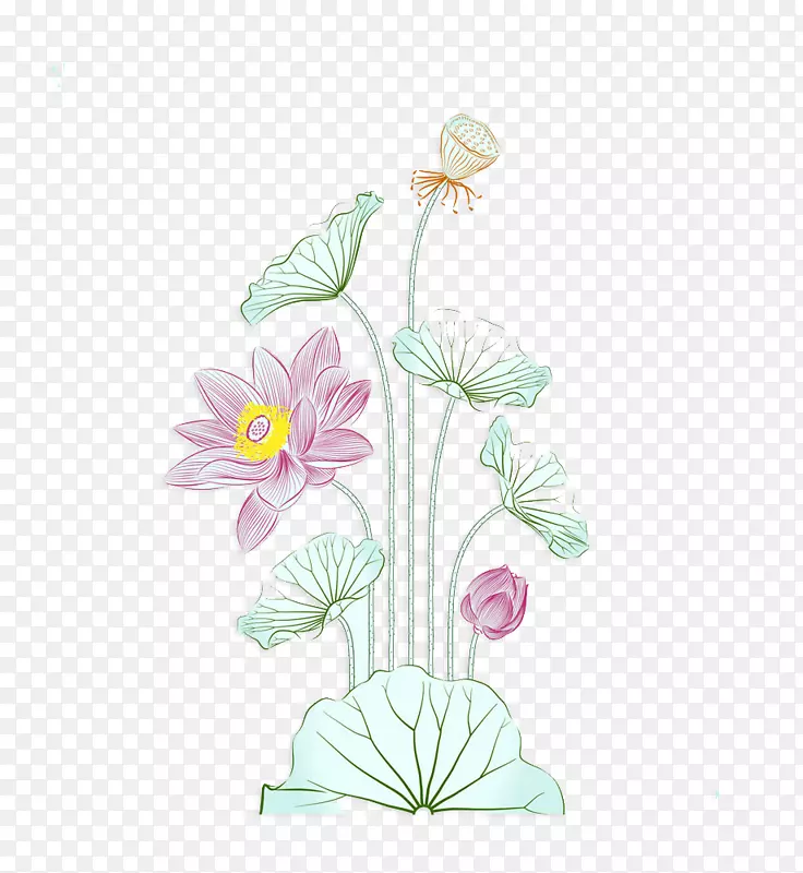 ˮ�ʻ�nelumbo nucifera��ͼ-����ˮ�ʻ�����-������