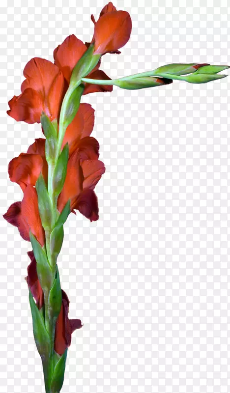 �������л��������ֲ�ﾥ������-������