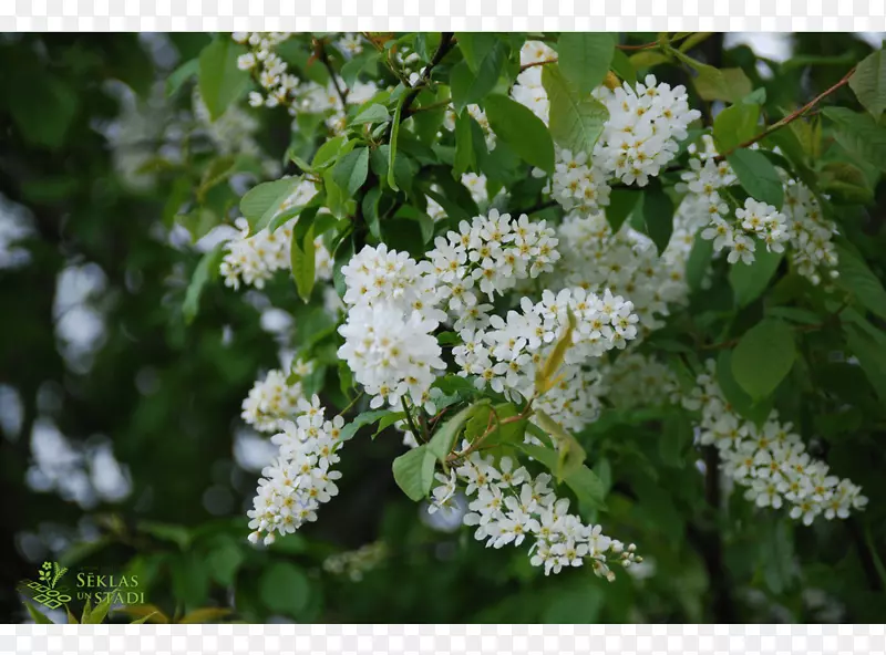 ������(Prunus padus prunus subg.)�ཬ��-������
