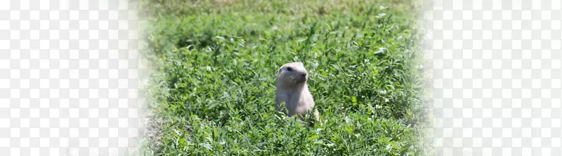 �����̬ϵͳ�����ԭȮ-������