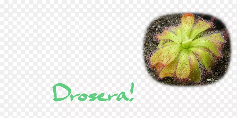 �߲�ˮ��ֲ��-������