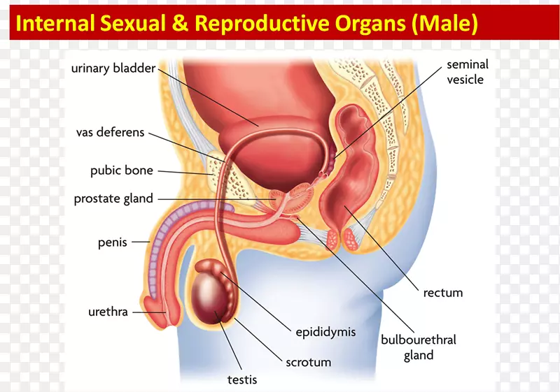 Ů����ֳϵͳ����-����-����-������