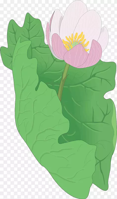 ���꿪��ֲ�������-������