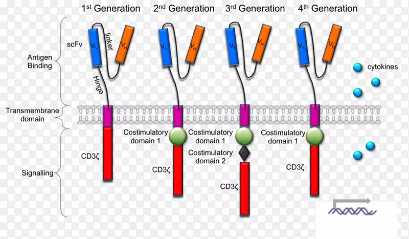 Ƕ�Ͽ�ԭ����tϸ����ͨ�����Ʒ���-������