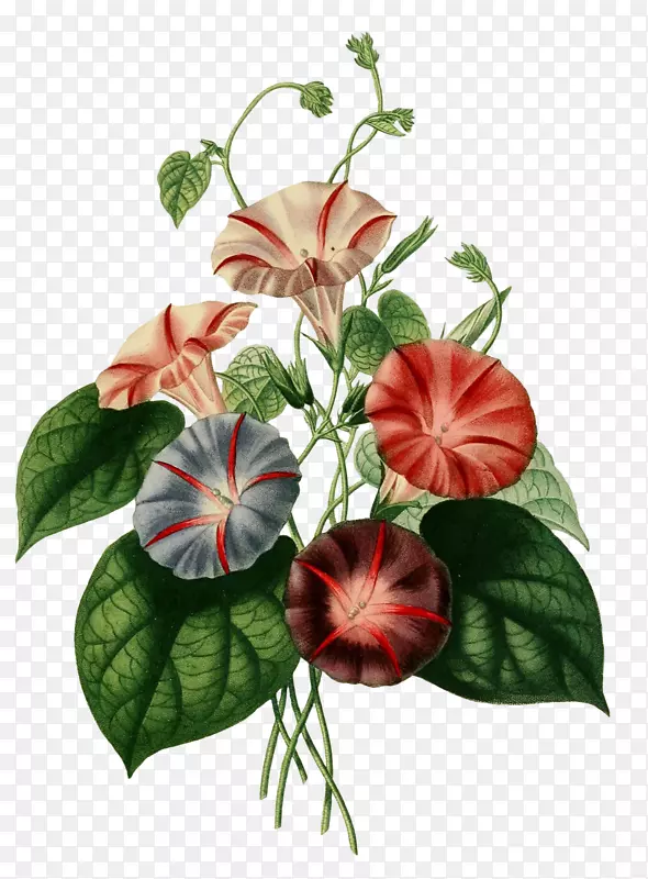 ֲ����ϵ������ֲ���ͼ���������-����-������