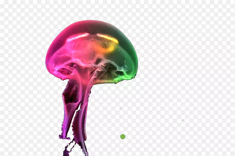 ˮĸ��Ѳ�ɫˮĸ-������