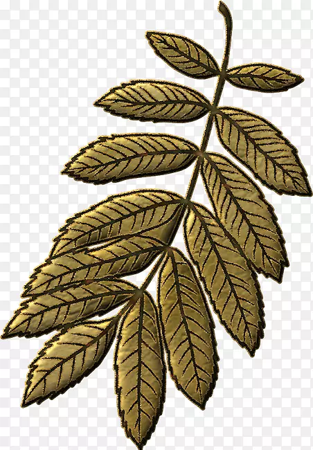 ֦����-������