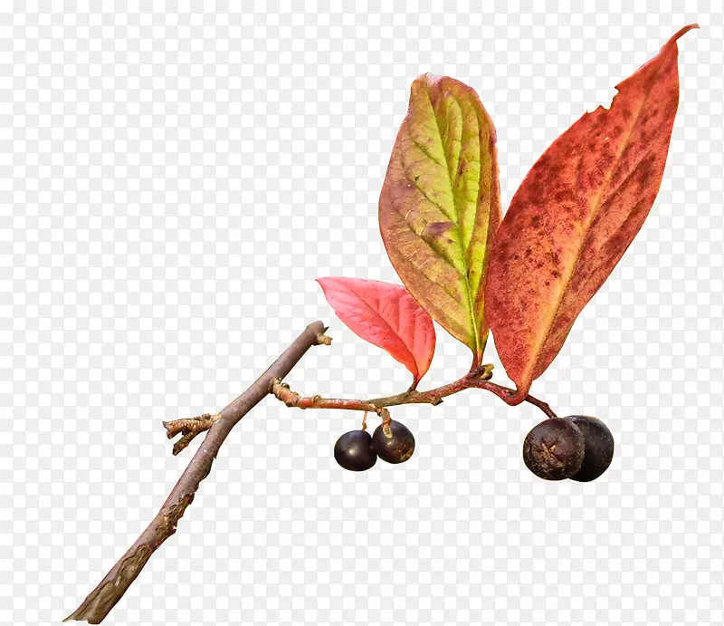 �⾰Ҷgimp����-Ҷ-������