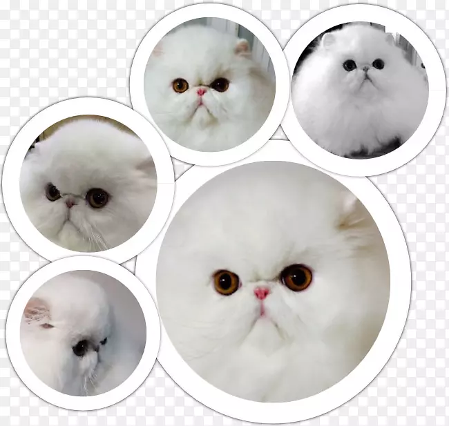 ����è���ӰͶ�˹&�߹�è-������