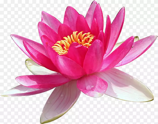 Nelumbo nucifera-ͯ����-������