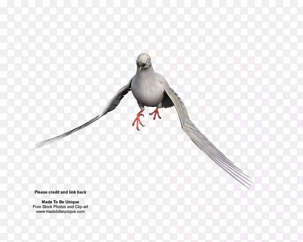 ��ද����ë-������