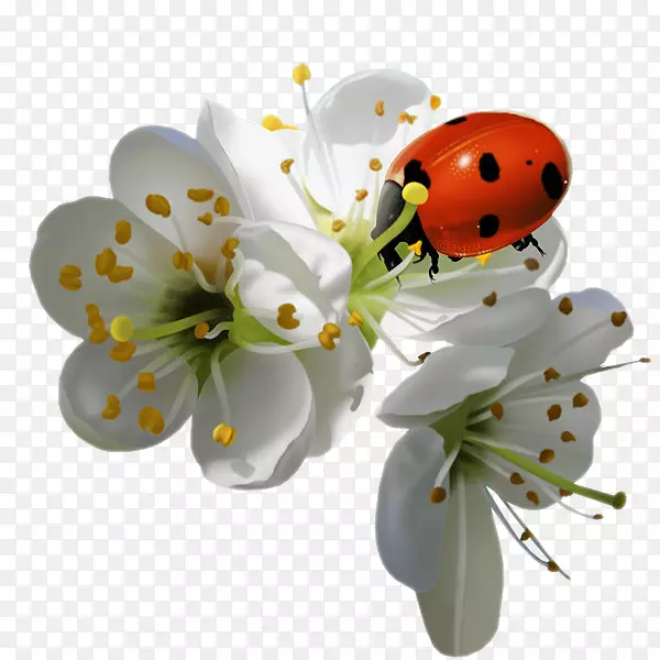 ʳ�ײ���-β��-������