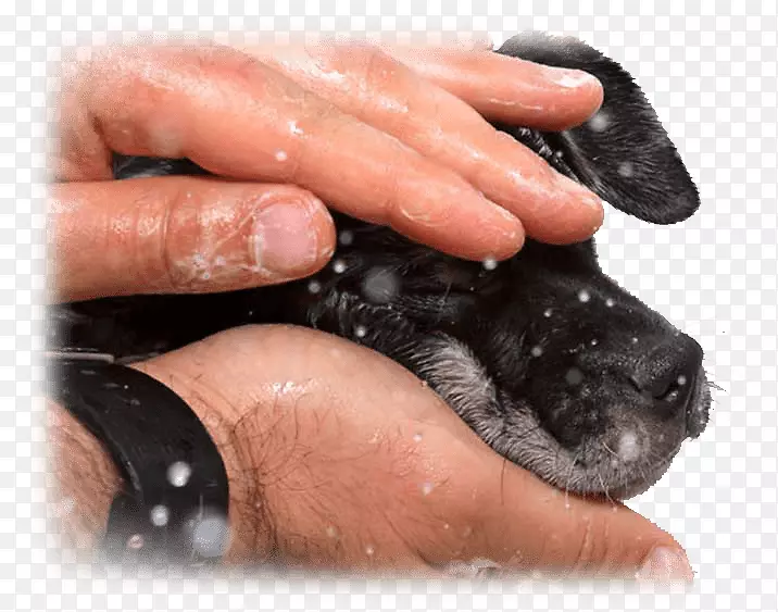 С��ָ��צ����-С��-������