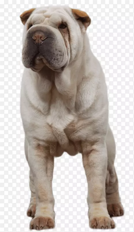 ɳ������߶�ţȮ������ȮƷ��-������