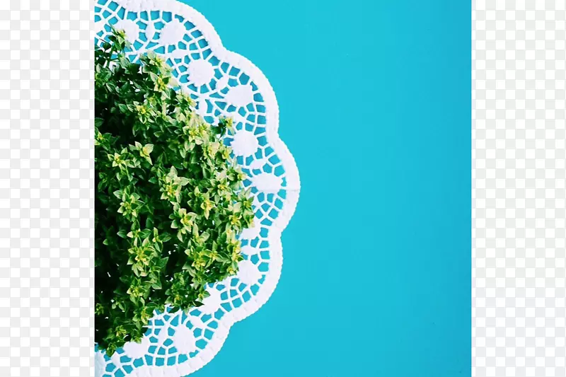 ��ݮ���͵���Ҷ�߲�����ʯҶ-������