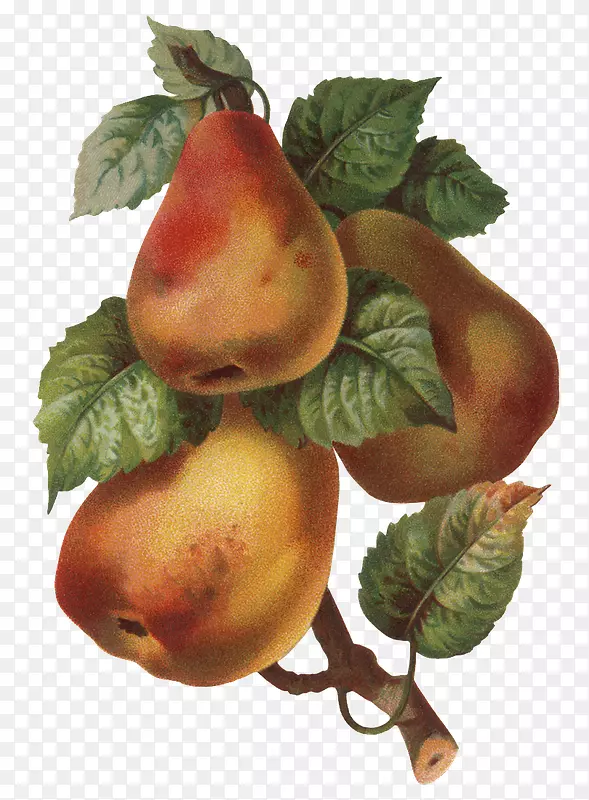 ������Ӱ��ȻʳƷ-ƻ��-������