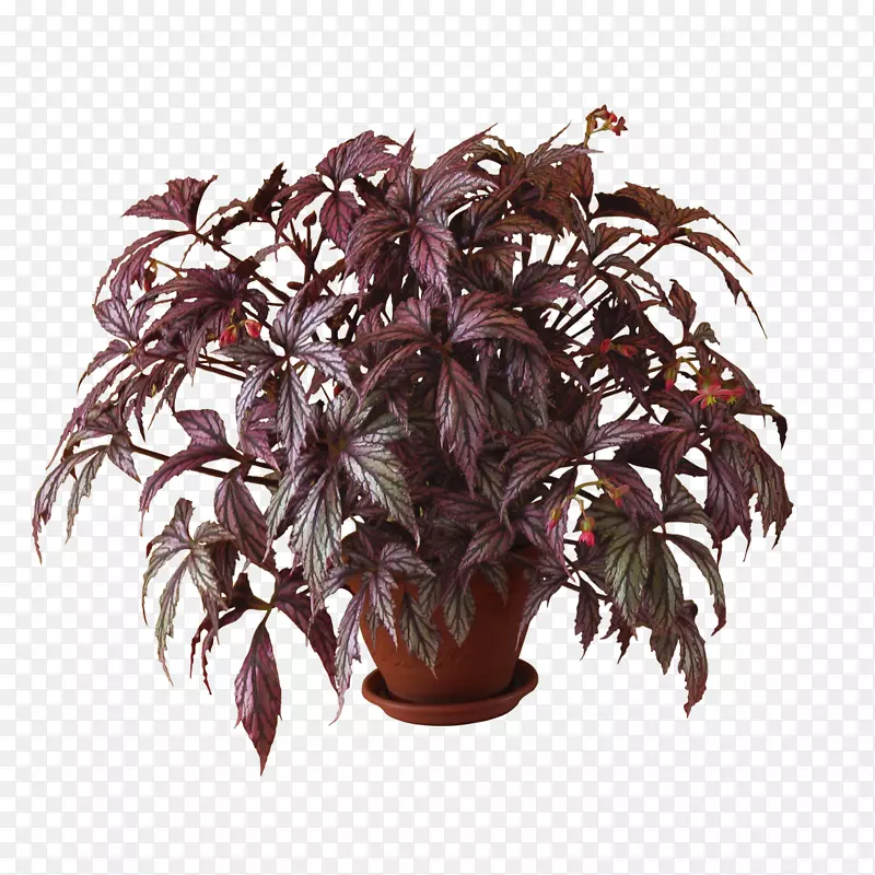 ����-����-������