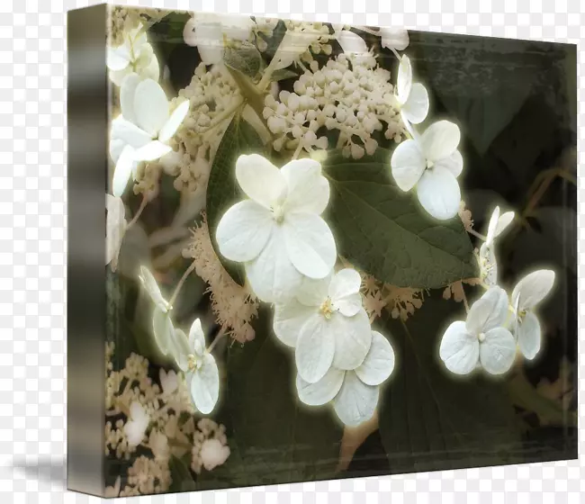 ����ֲ��-���򻨿��-������