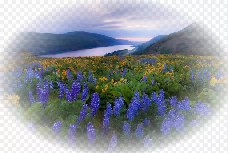 �����ֽtsovasar�ƶ��绰���۵绰-������