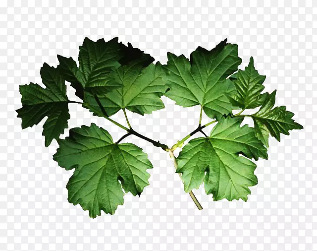 ��֦����Ҷ����֦��Ӱ-Ҷ-������