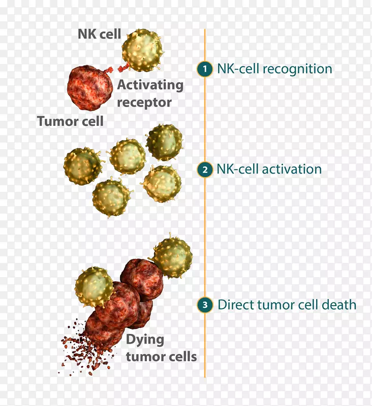 ��Ȼ����ϵͳ����Ĥ����������������ѧ��Ȼɱ��ϸ��-������