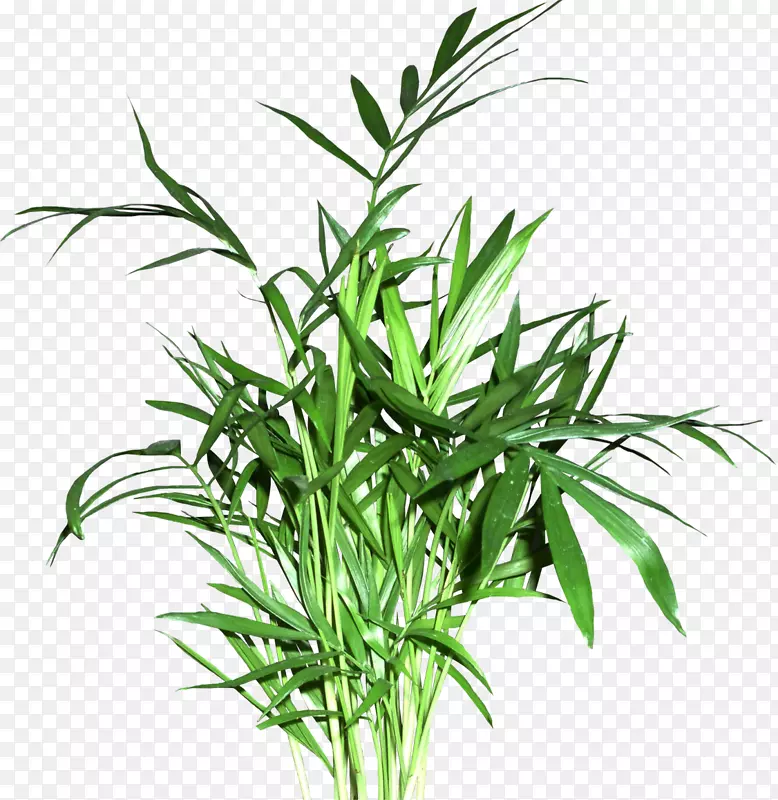 ��ݻ���ֲ�ﾥ����-ֲ��-������