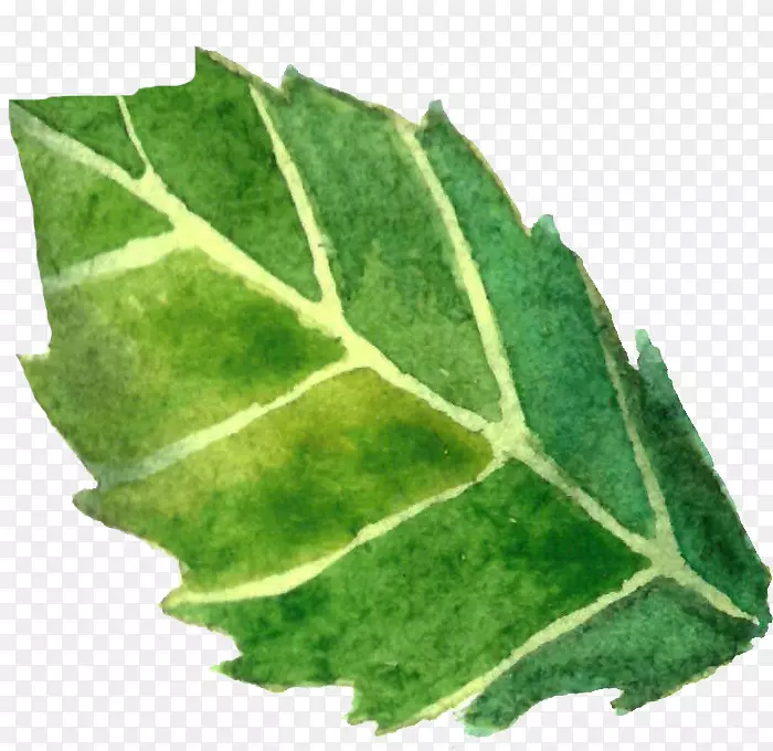 ˮ�ʻ�Ҷ-������