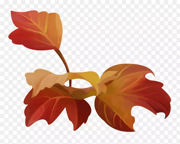 ����Ҷֲ�ﾥ����ֲ��-Ҷ-������