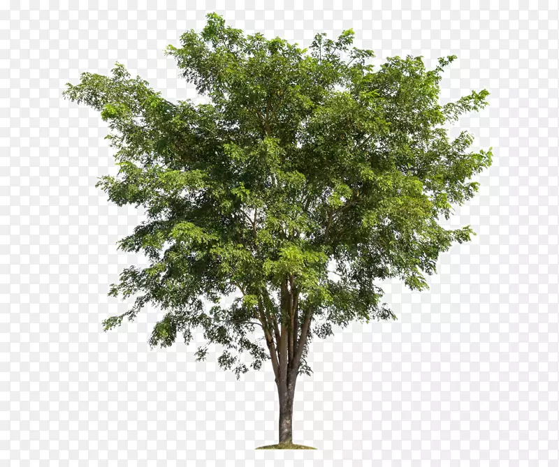 ��֦��-�����де���ľ-������