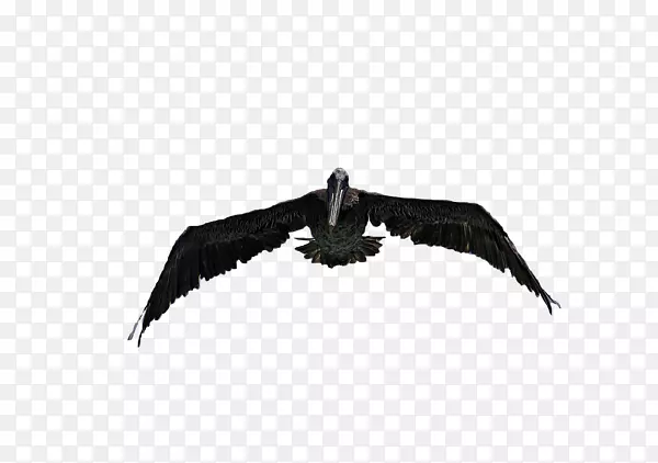 ӥ��-������