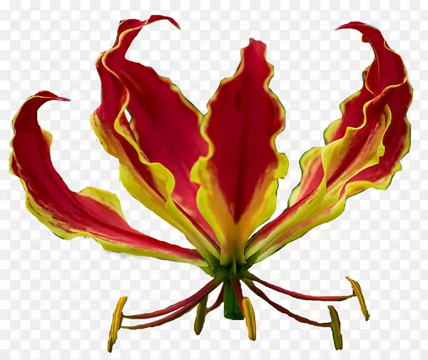 ����Ҷֲ�ﾥ����ֲ�������-������