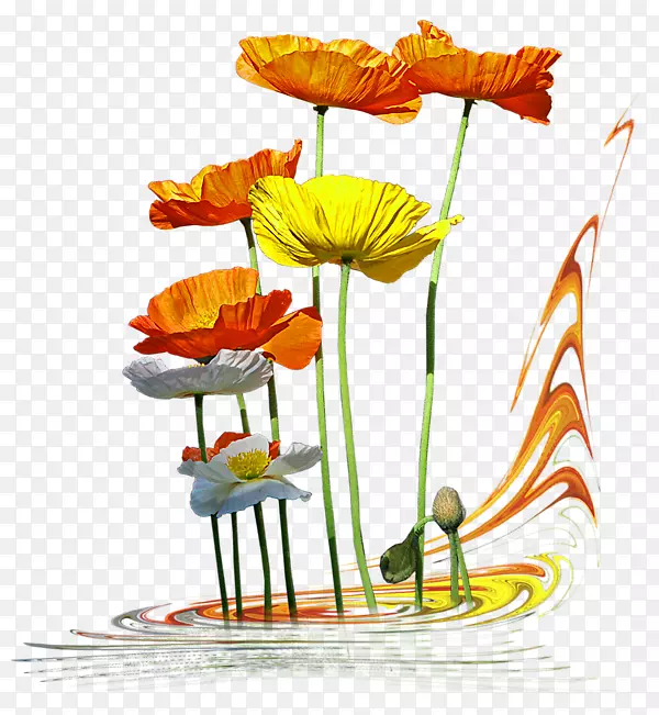 ��������л�����ֲ�ﾥ-������